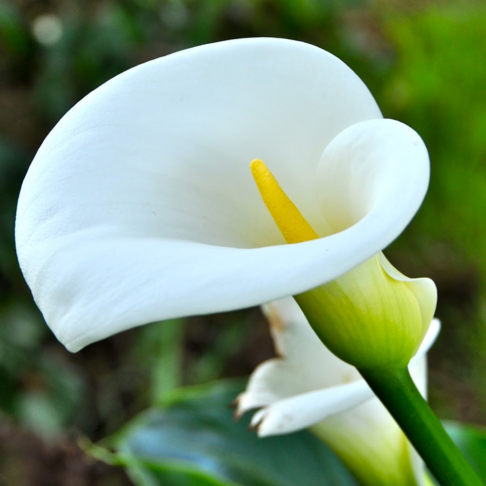 Arum Lily Flowers 1 Stems